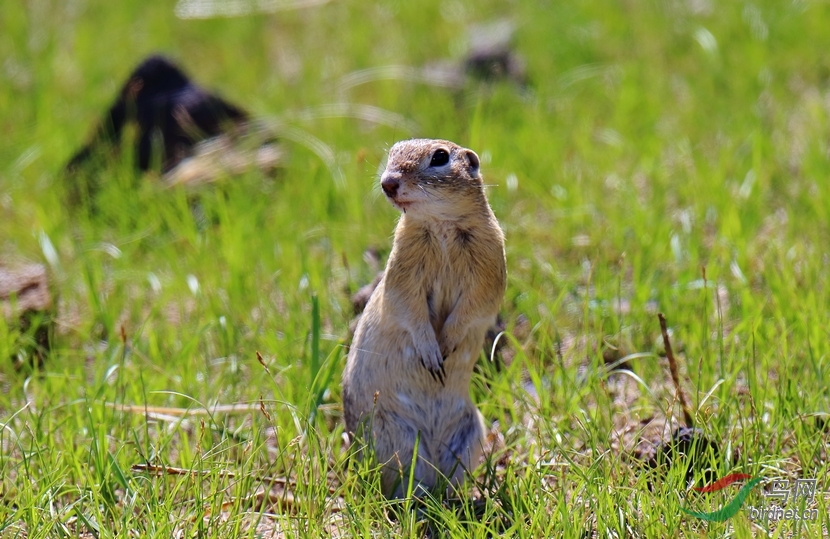 草原小黄鼠出洞