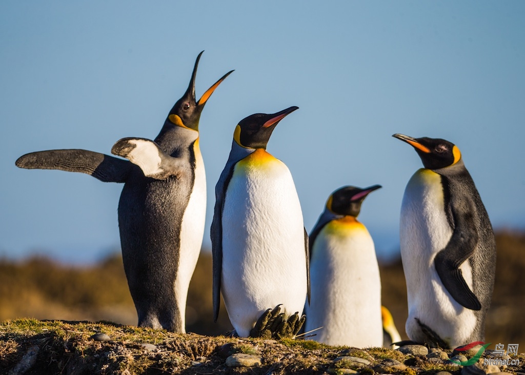 智利火地岛王企鹅2