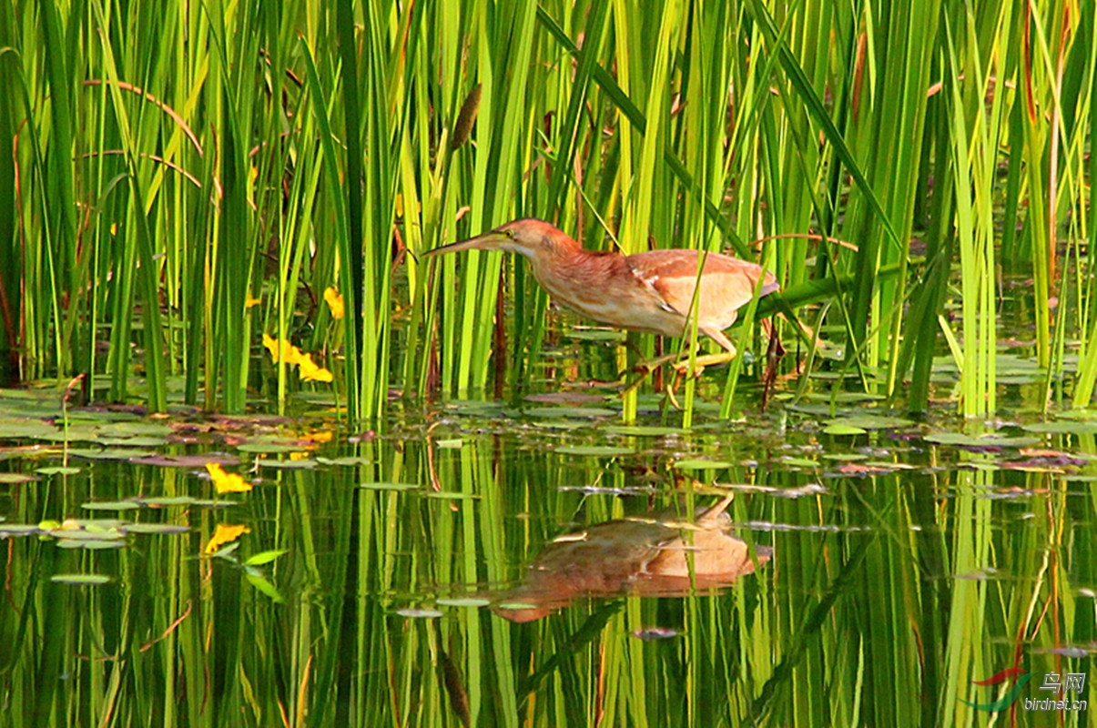 玉渊潭的黄尾鹣