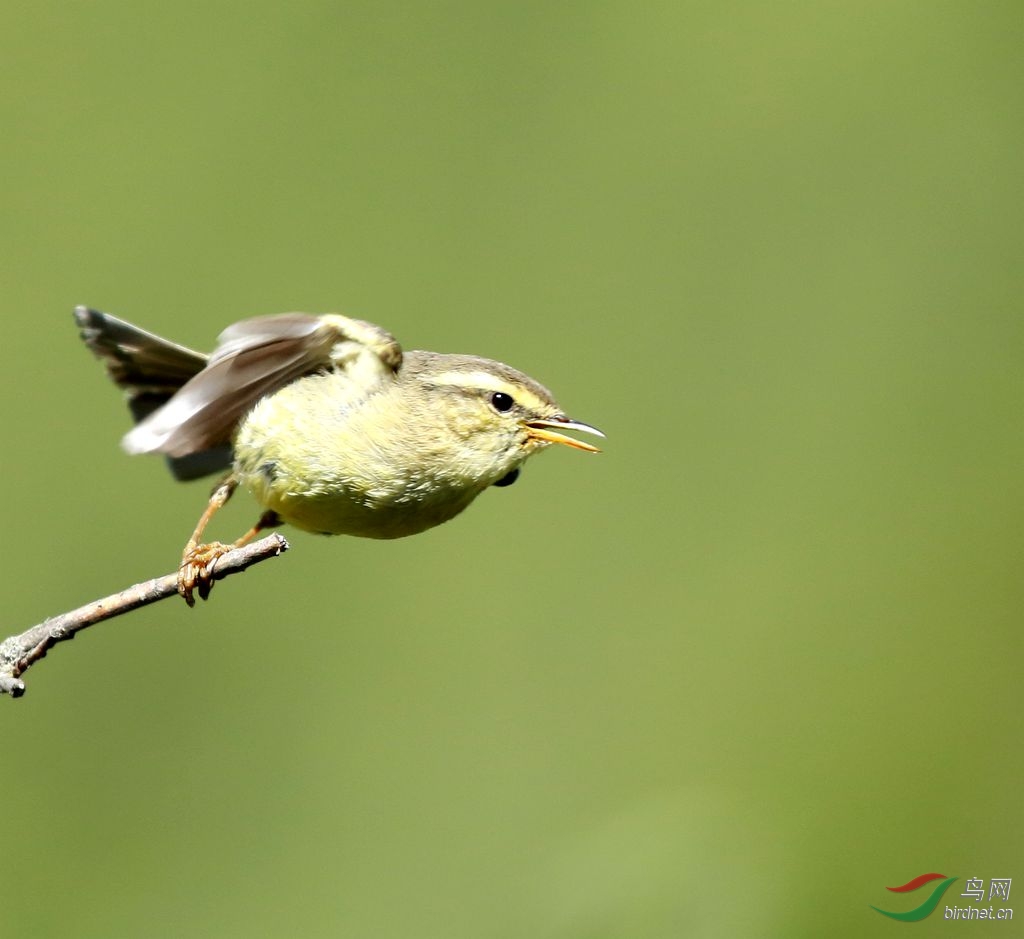 黄眉柳莺鸟雌雄对照图图片