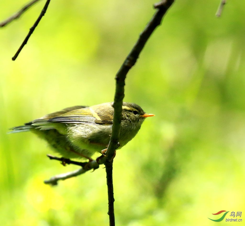 黃眉柳鶯的一組圖片有成鳥也有幼鳥