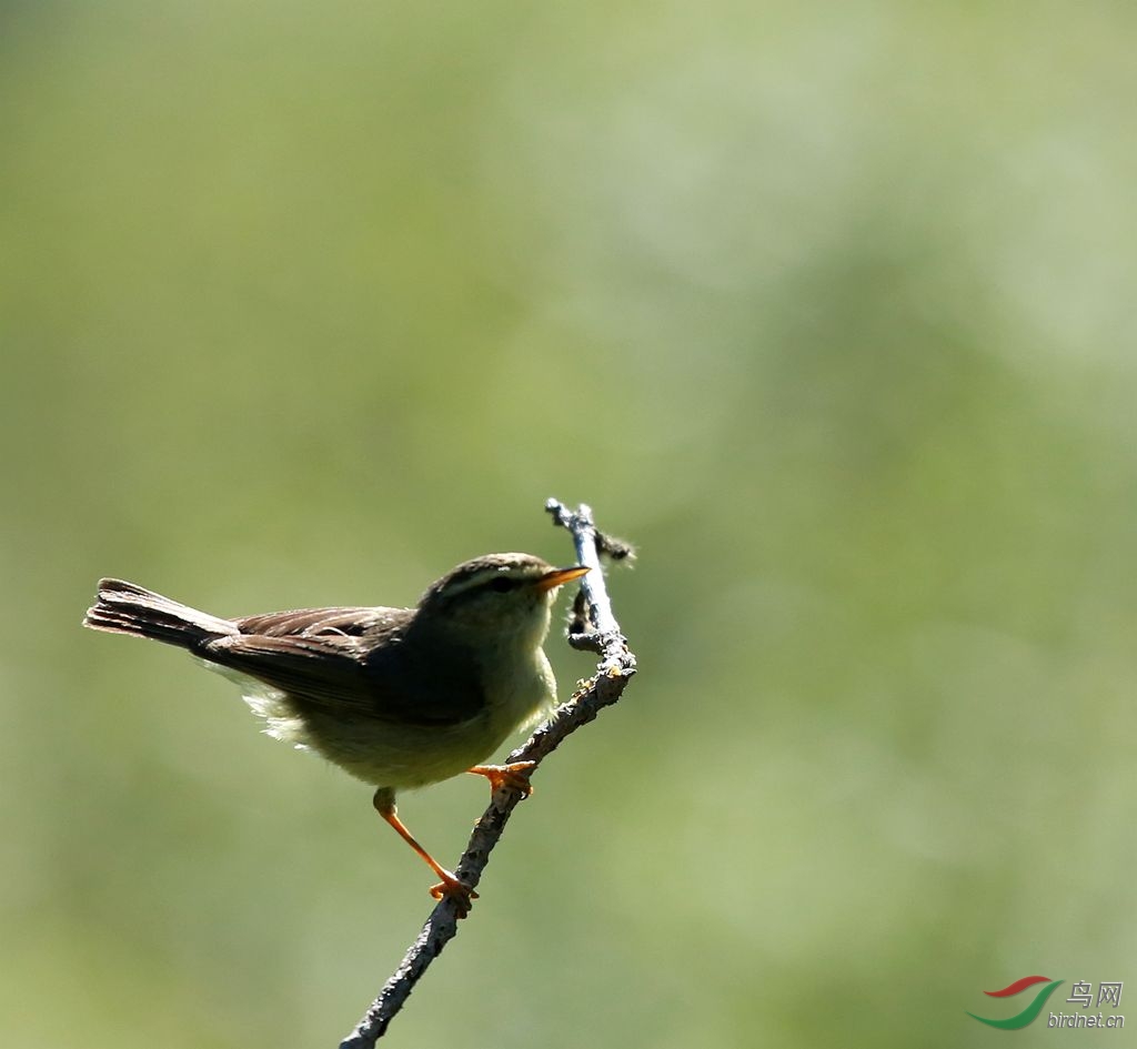 黃眉柳鶯的一組圖片有成鳥也有幼鳥