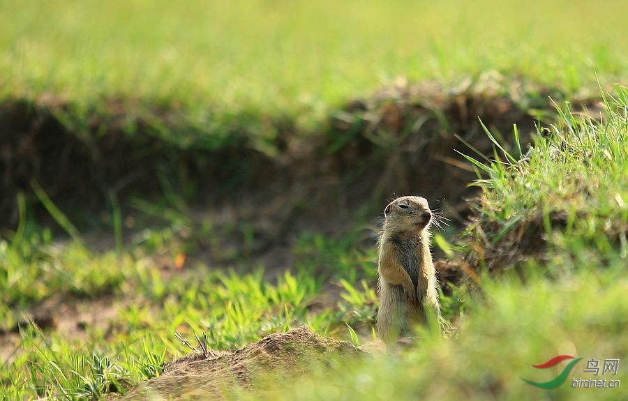 克什克旗草原小地鼠