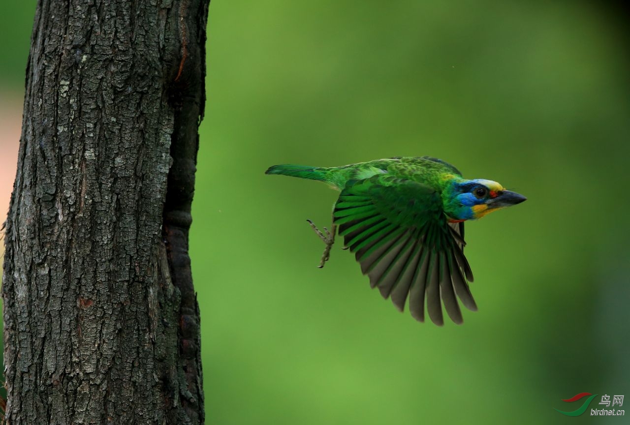 (黑眉拟啄木鸟)漂亮的五色鸟