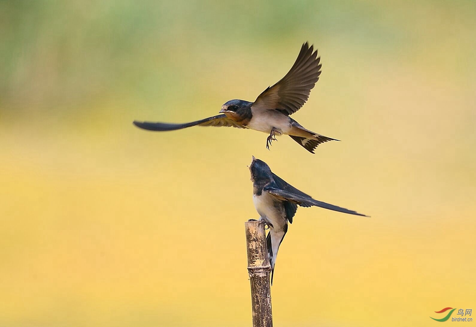 小燕子和妈妈 - 湖北版 hubei 鸟网