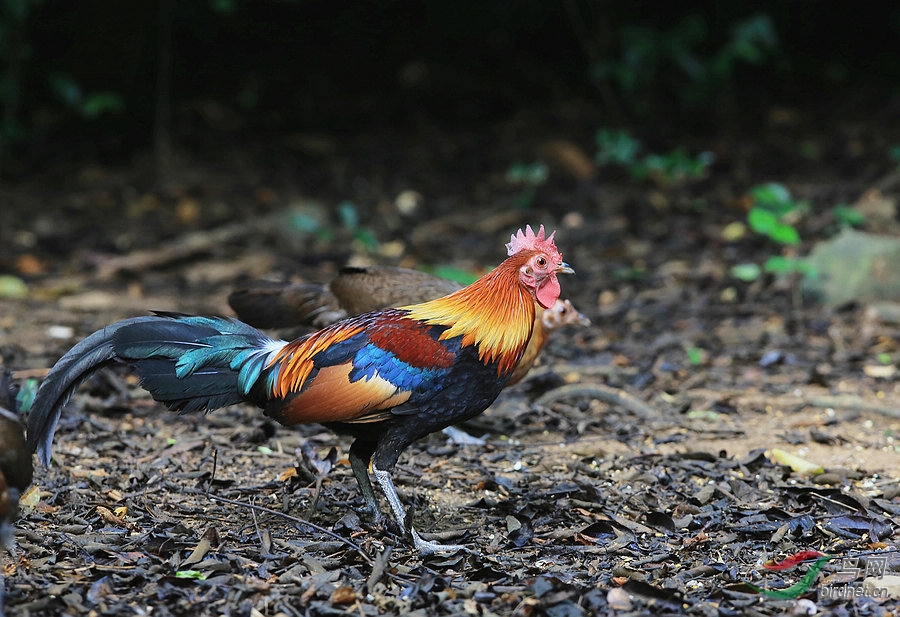 家鸡的祖先-原鸡