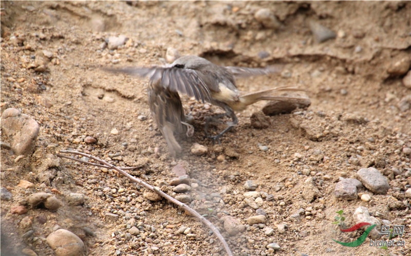 灰伯劳教灰伯劳幼鸟如何捕获麻雀