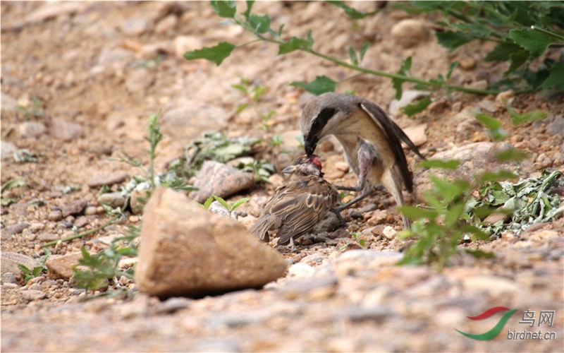 灰伯劳教灰伯劳幼鸟如何捕获麻雀