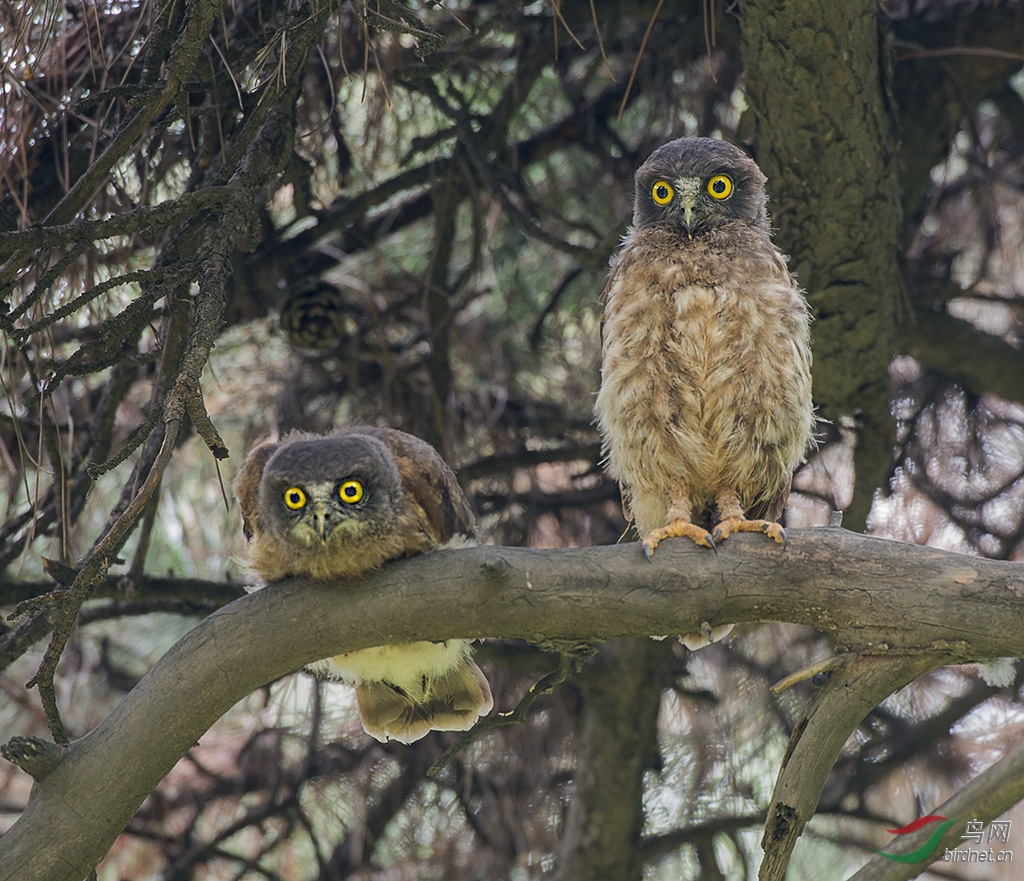 鹰鸮宝宝