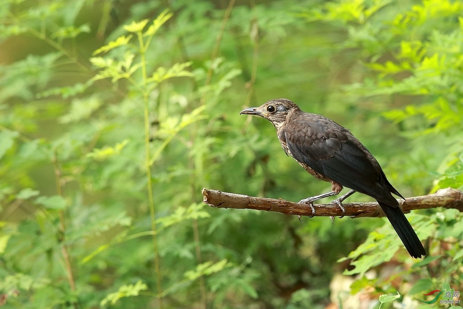 烏鶇有成鳥也有小鳥