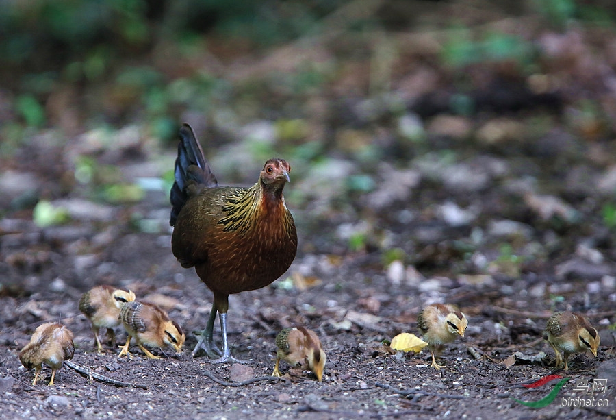 原鸡母鸡与雏鸡