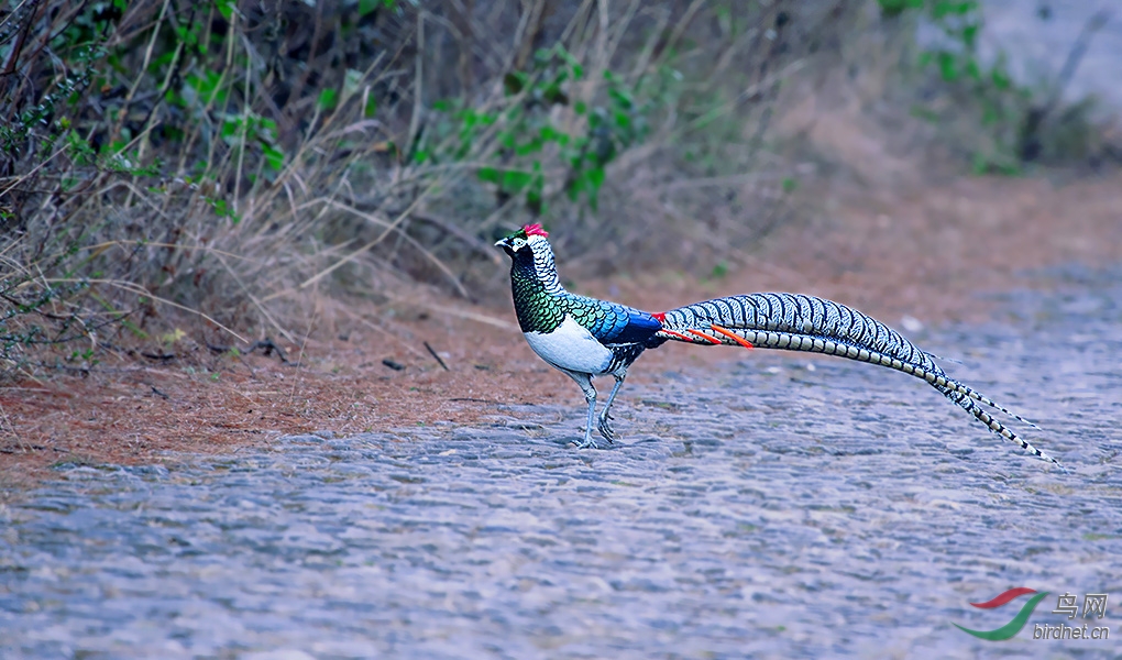 秋劲拒霜盛,峨冠锦羽鸡!