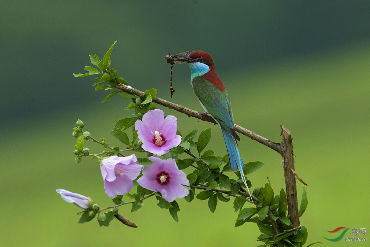蜂虎花鸟图一组