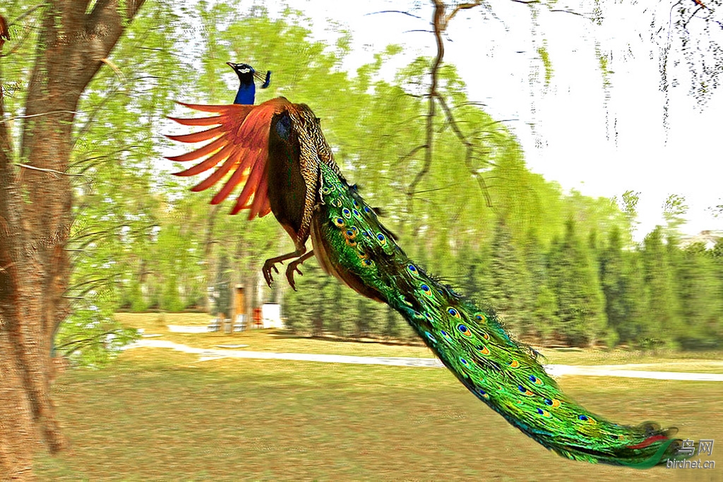 飞翔的孔雀