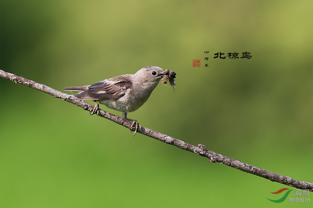 辛勤的北椋鳥