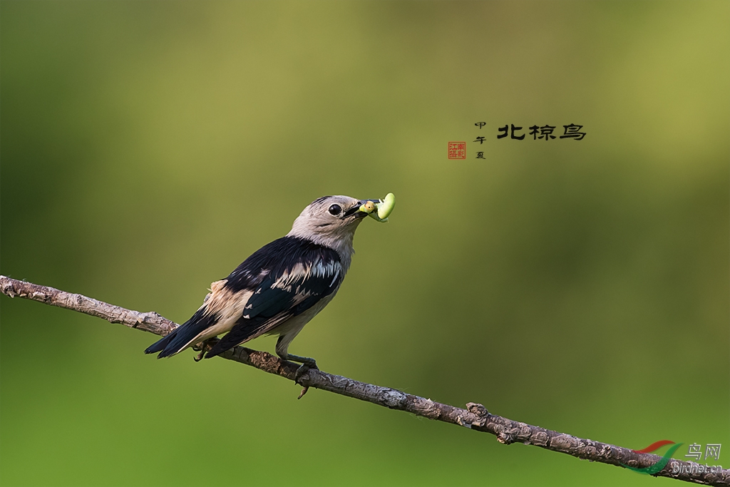 辛勤的北椋鳥