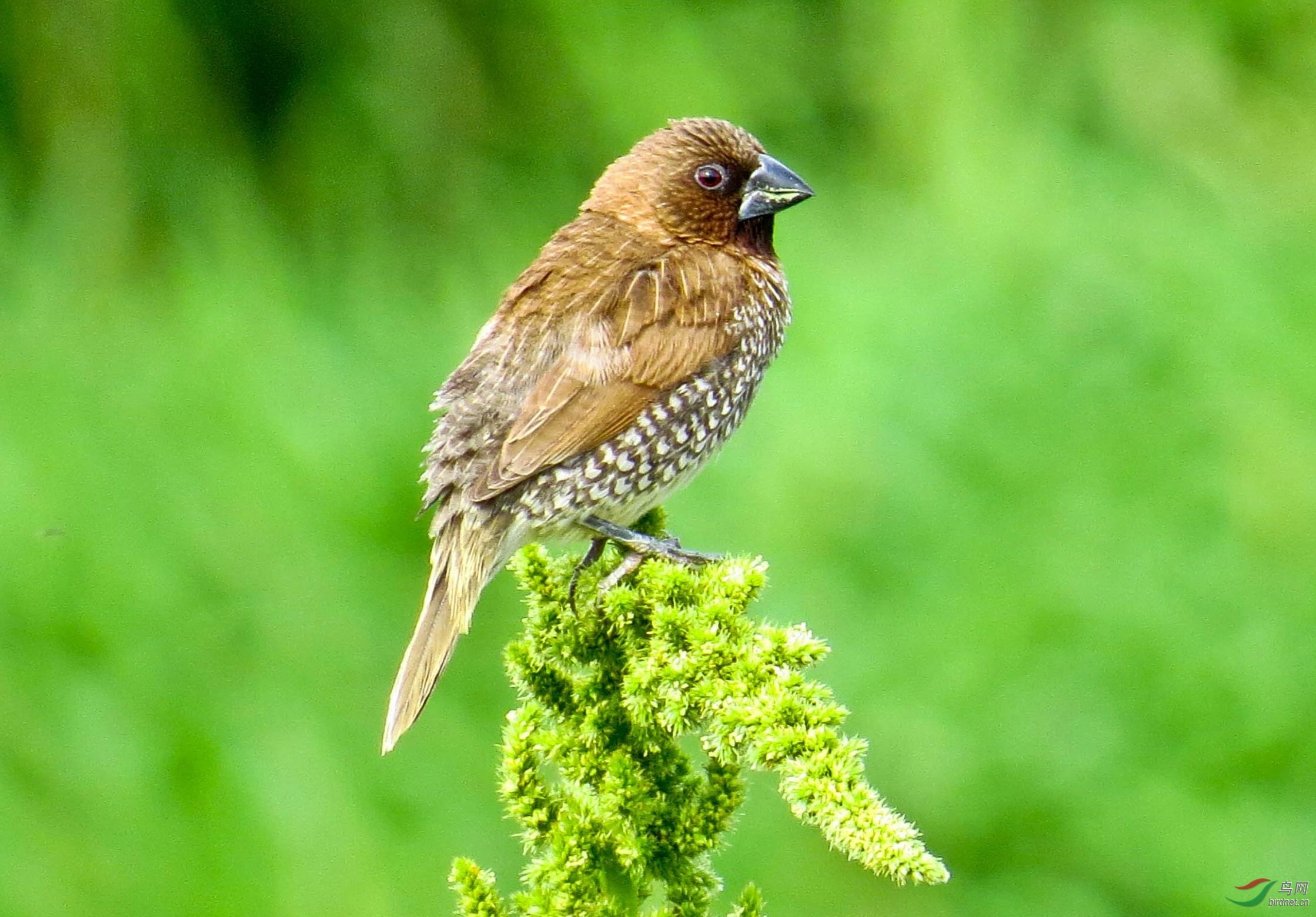 小钢炮也能拍出精致小鸟-斑文鸟
