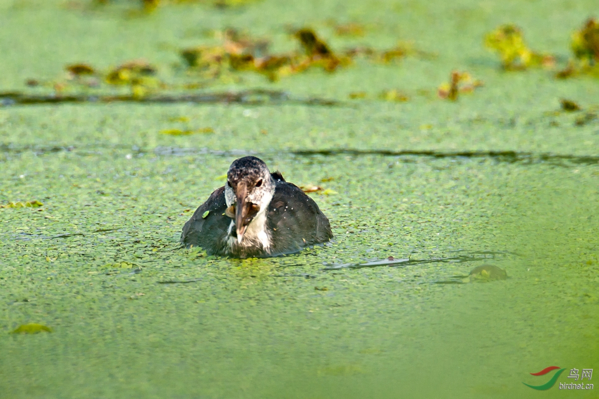 白骨顶幼鸟吃田螺——一磕二摇三吞下