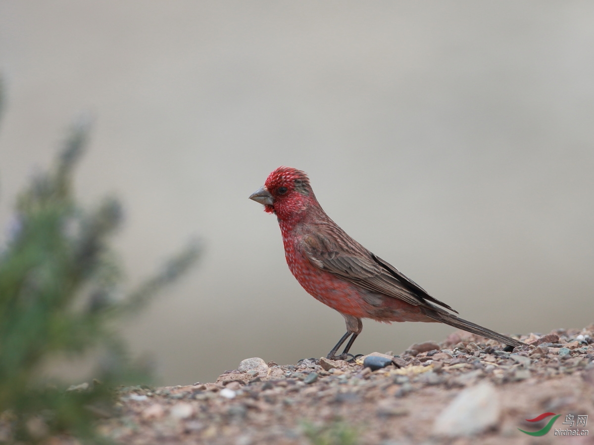 1279 拟大朱雀 streaked rosefinch(雄.jpg