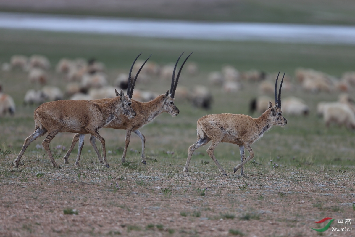 藏羚羊 雄叄.jpg