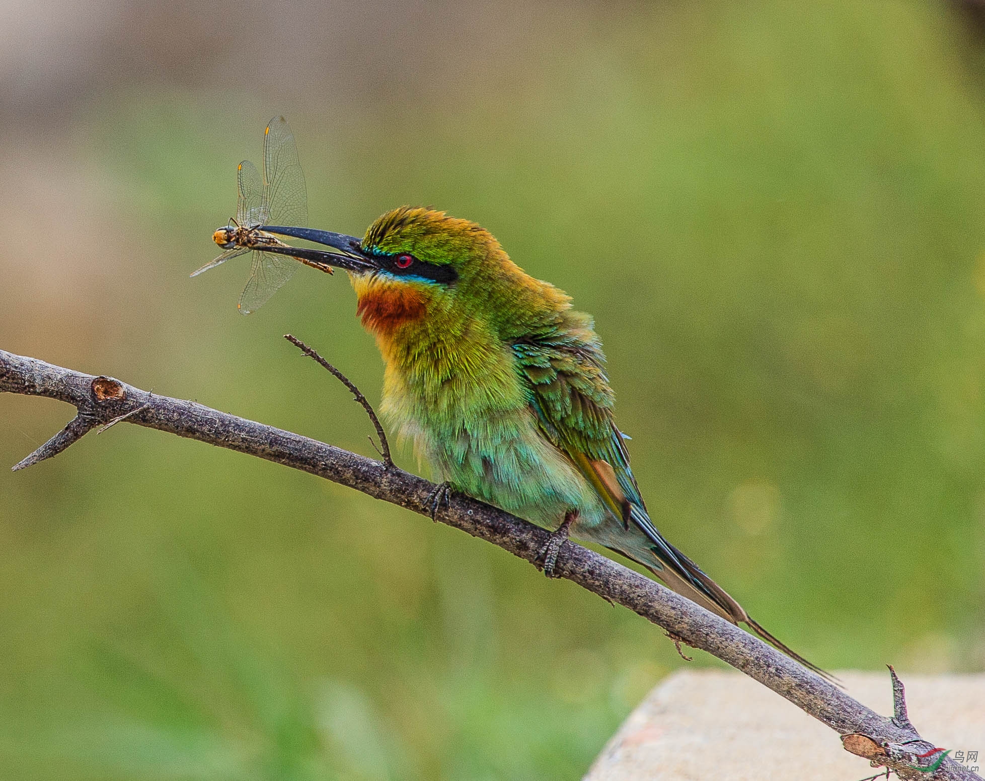 100-400拍的蜂虎鸟
