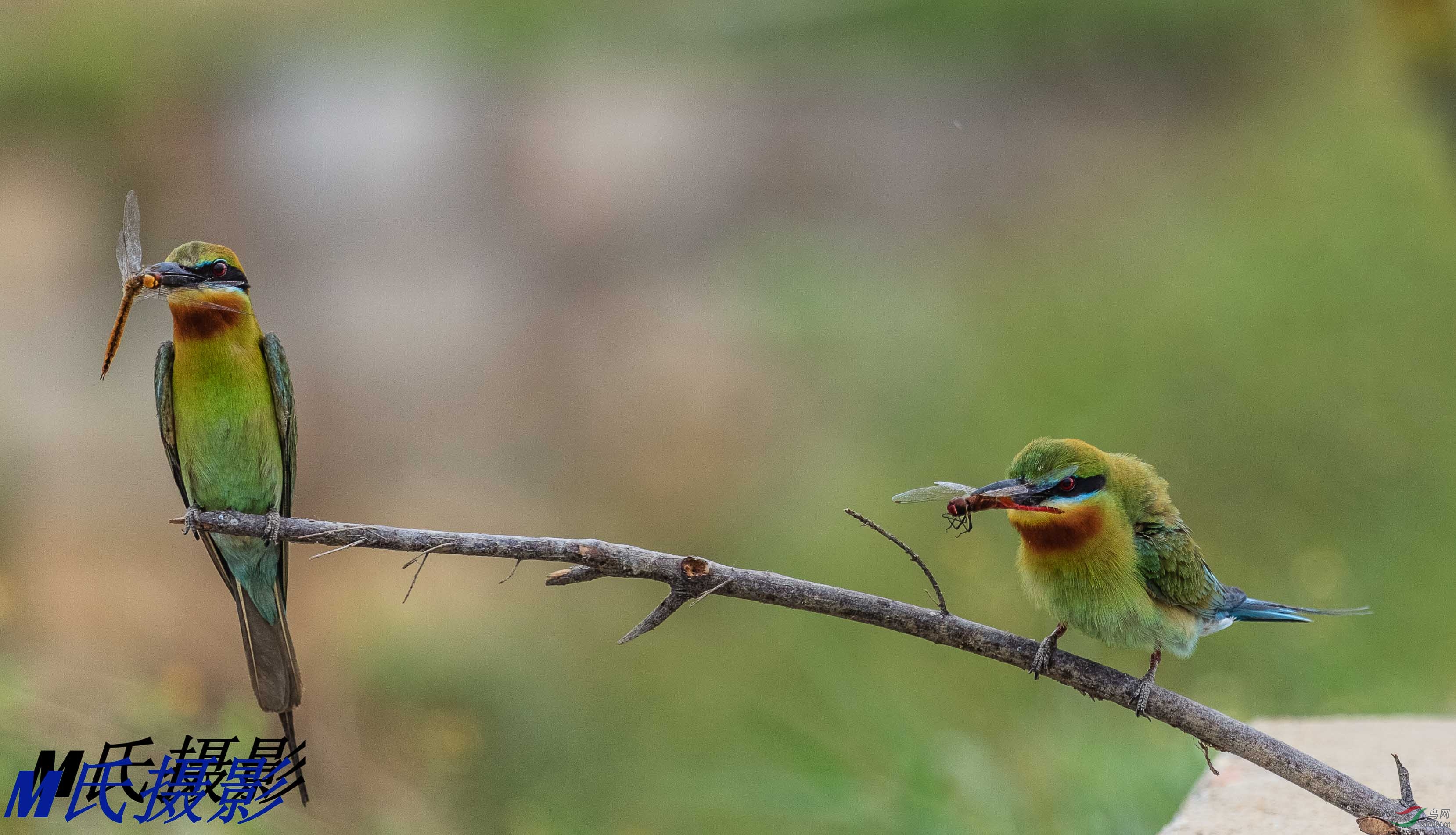 100-400拍的蜂虎鸟 - 广西版 guangxi 鸟网