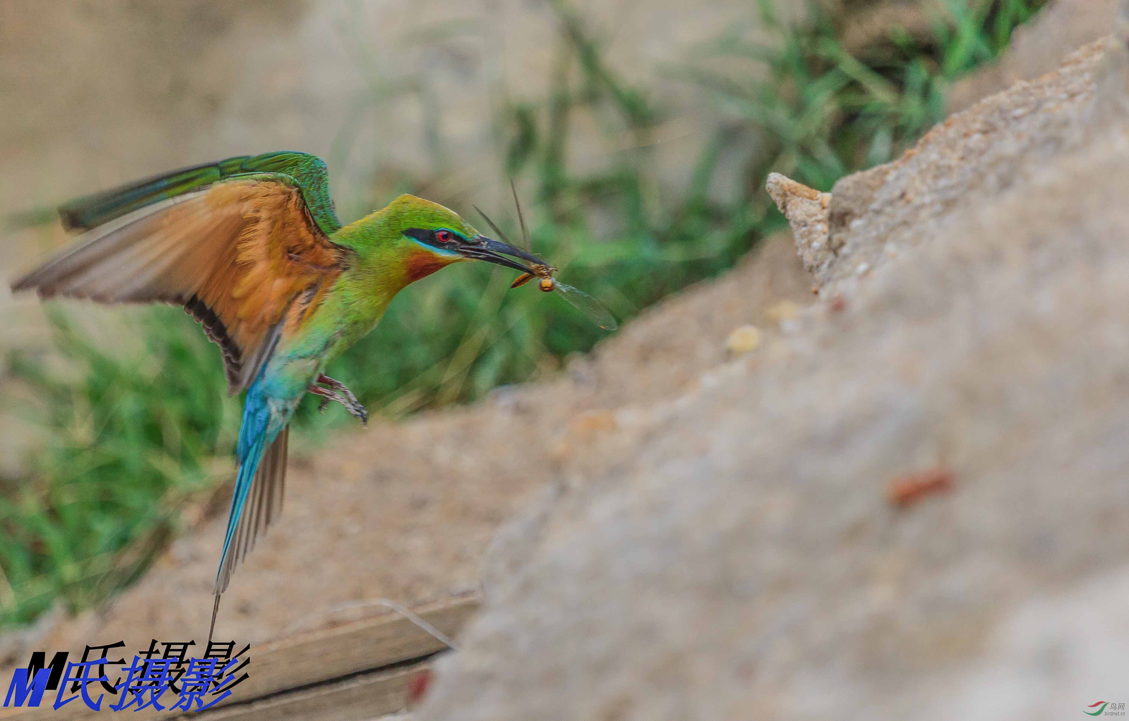 100-400拍的蜂虎鸟
