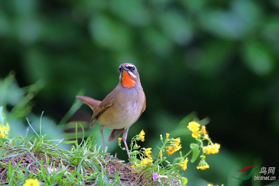 红靛颏.