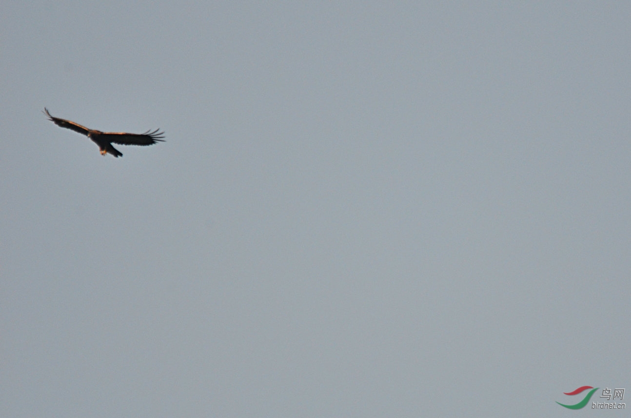 秦岭山顶盘旋的鹰
