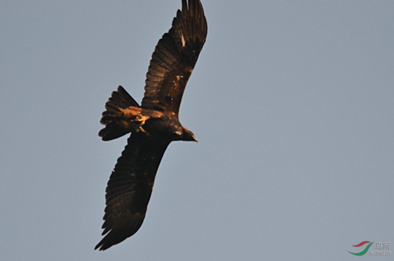 秦岭山顶盘旋的鹰