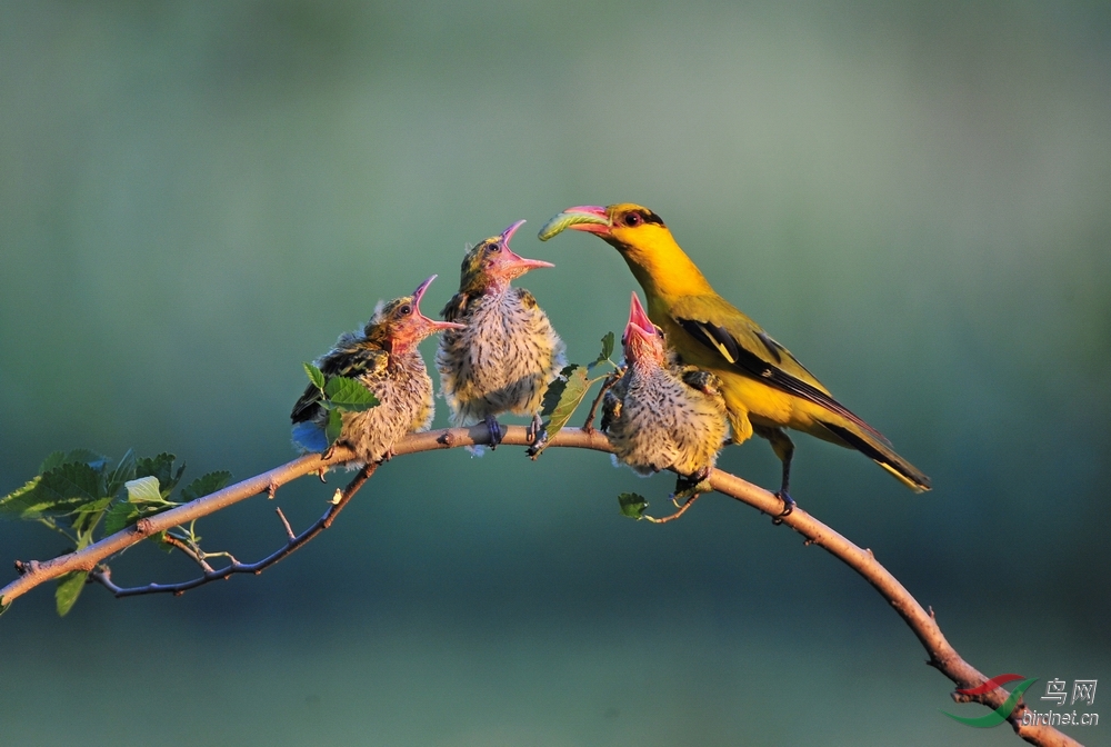 一组黑枕黄鹂育雏贴