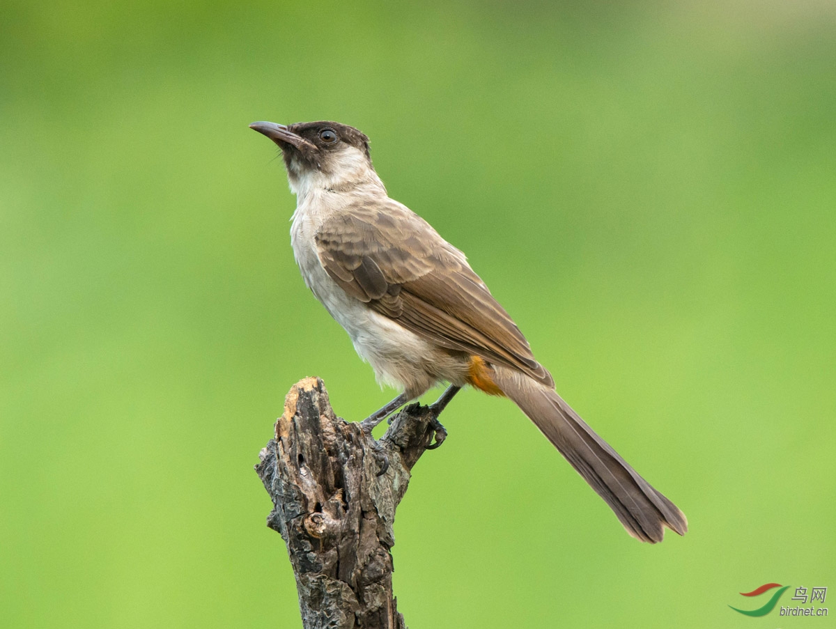 一条癈柴九只鸟