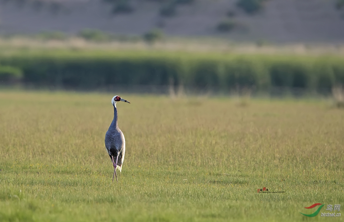 白枕鹤鸟荒季节第三贴之内蒙珍品白枕鹤