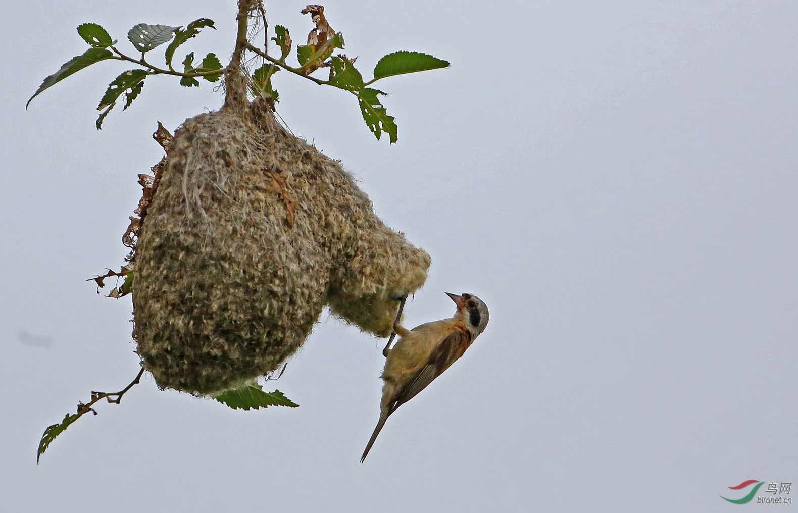 搭窝巧匠中华攀雀