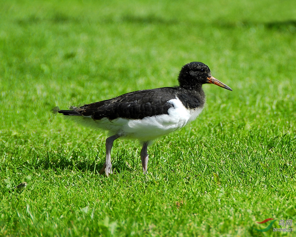 呆头呆脑,不知其名.