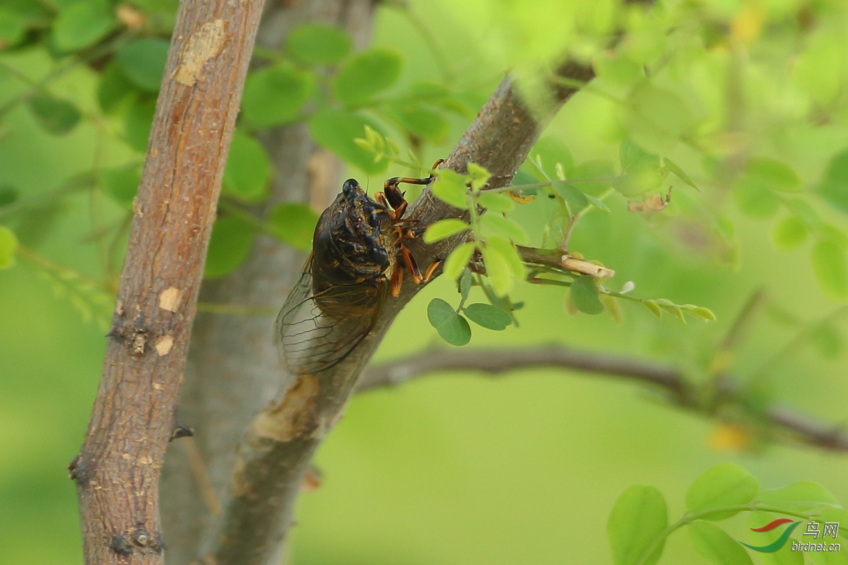 野趣南汇刺槐林成了蝉的天下