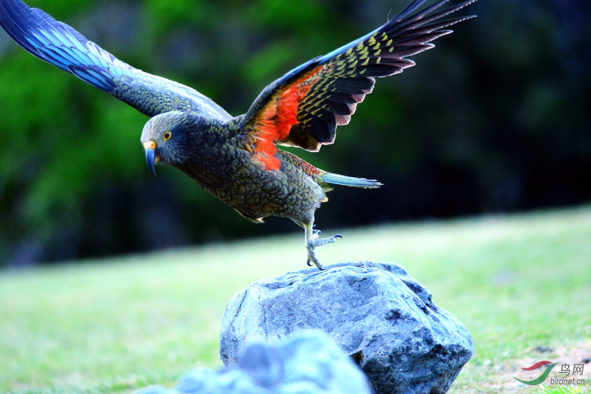 (啄羊鹦鹉)【啄羊鹦鹉】