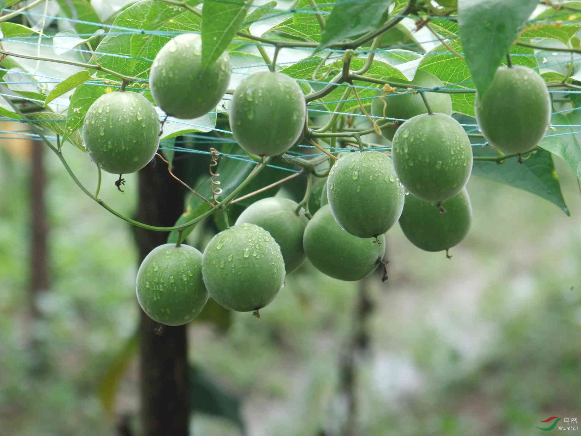 中国独有资源------罗汉果