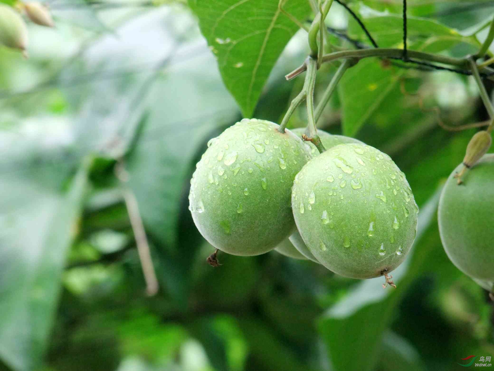 中国独有资源------罗汉果