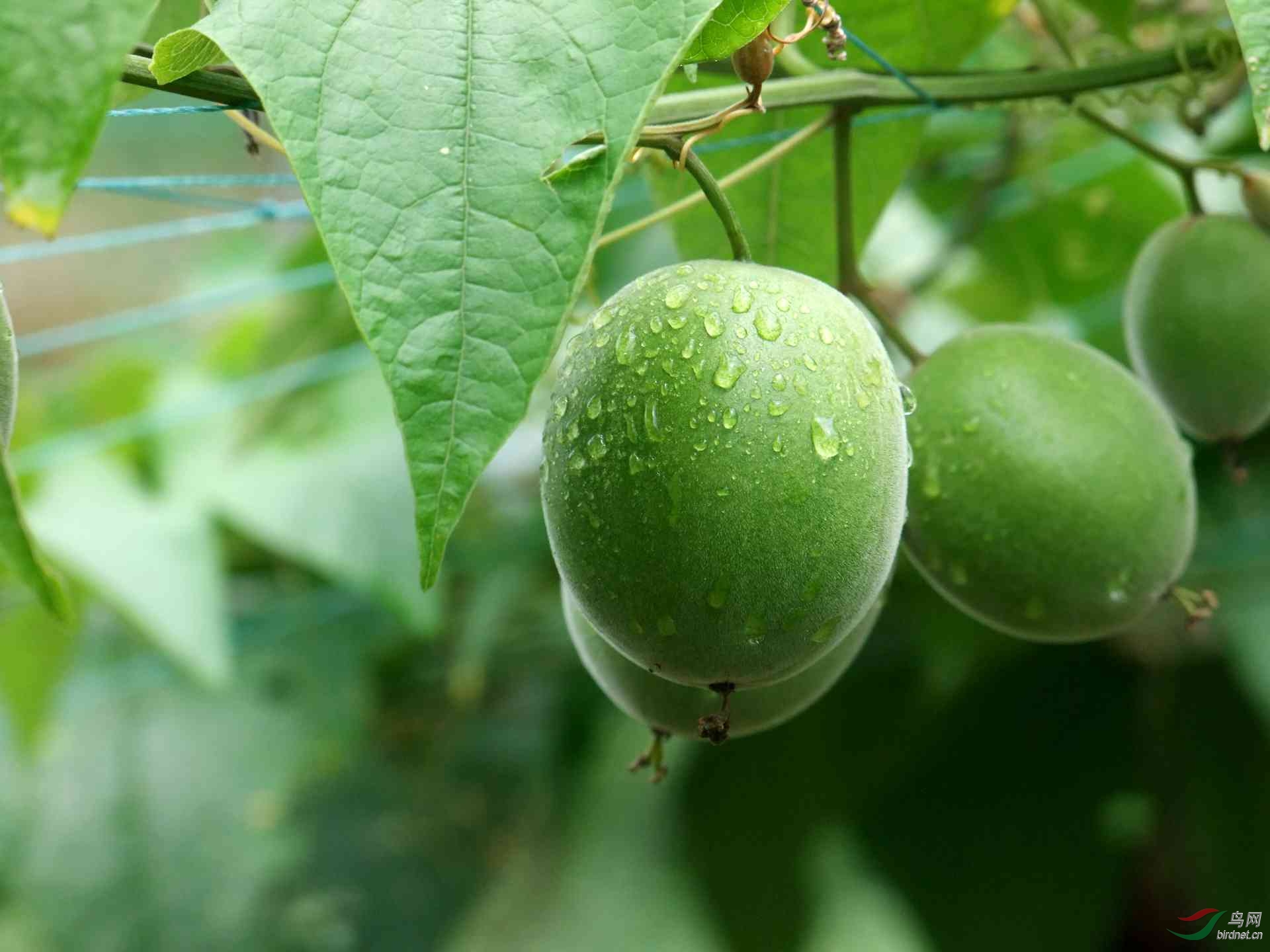 中国独有资源------罗汉果