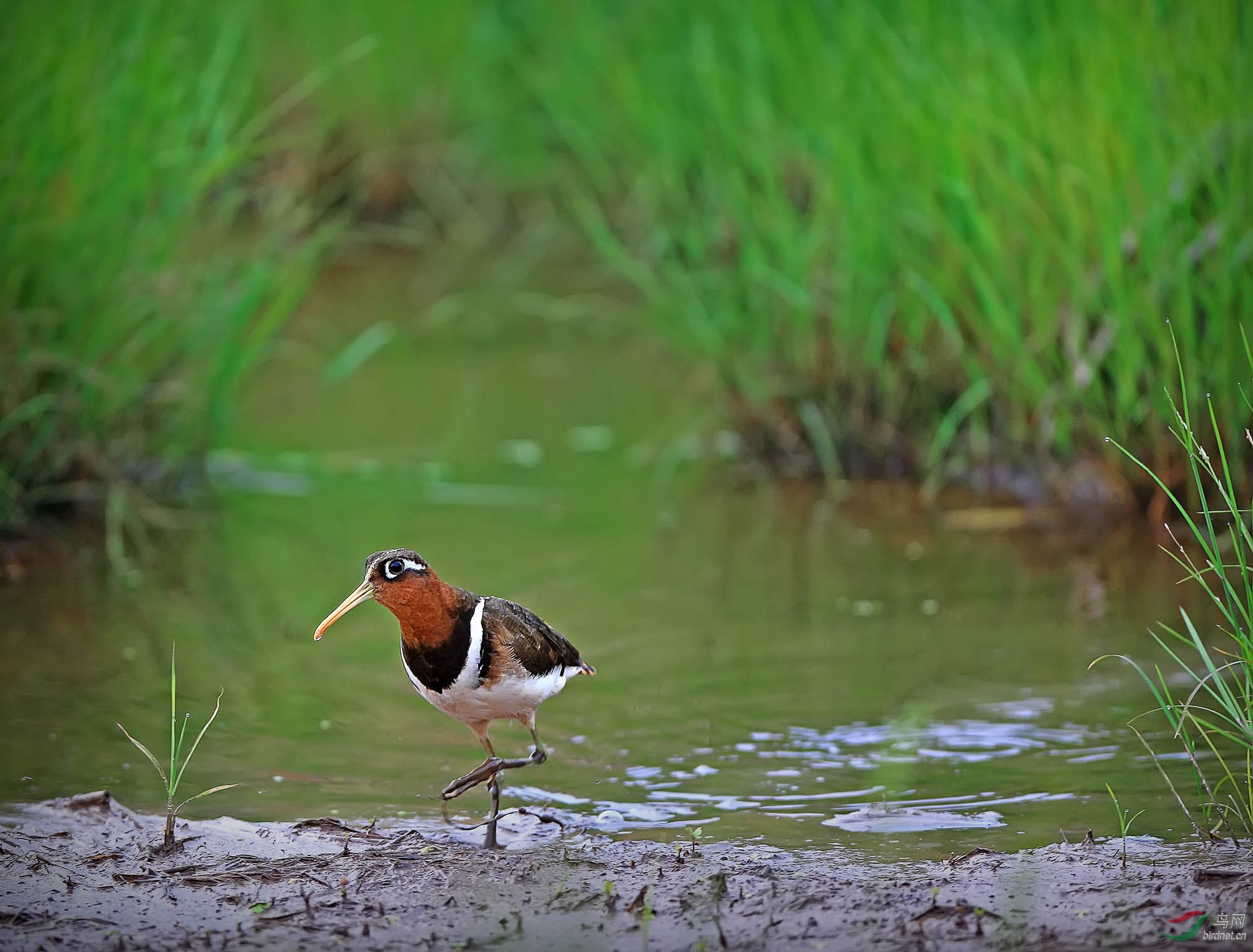 (彩鹬)生态彩鹬 - 水鸟版 鸟网