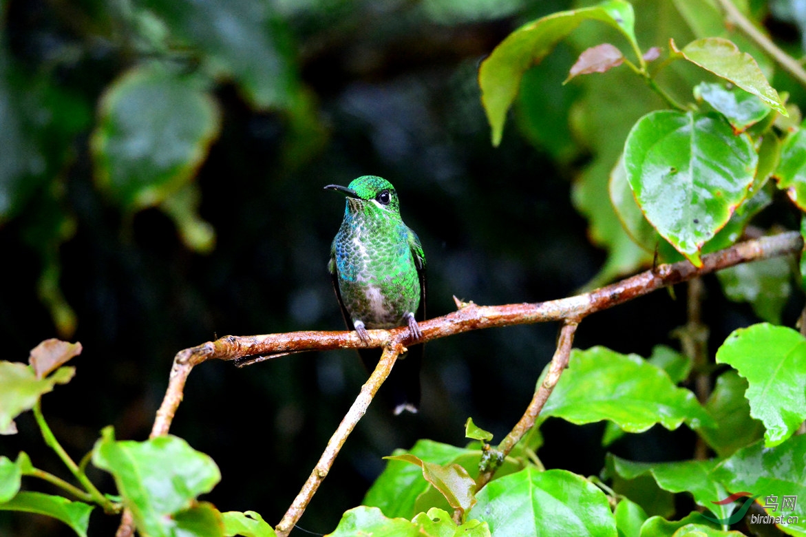 【绿毛腿蜂鸟】