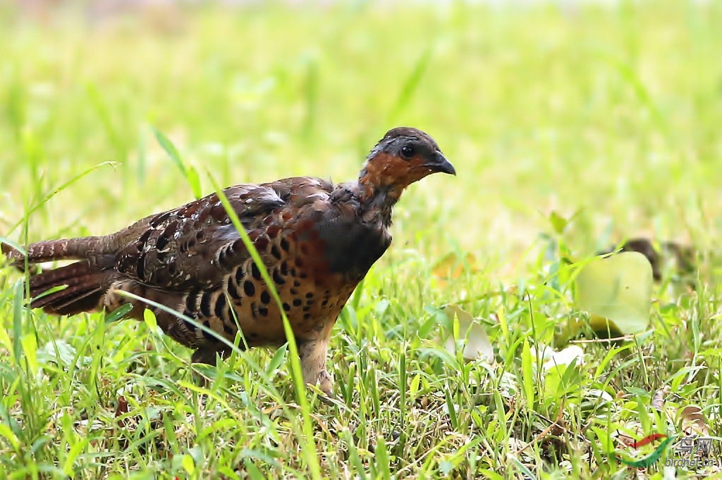 偶遇……什么鸡