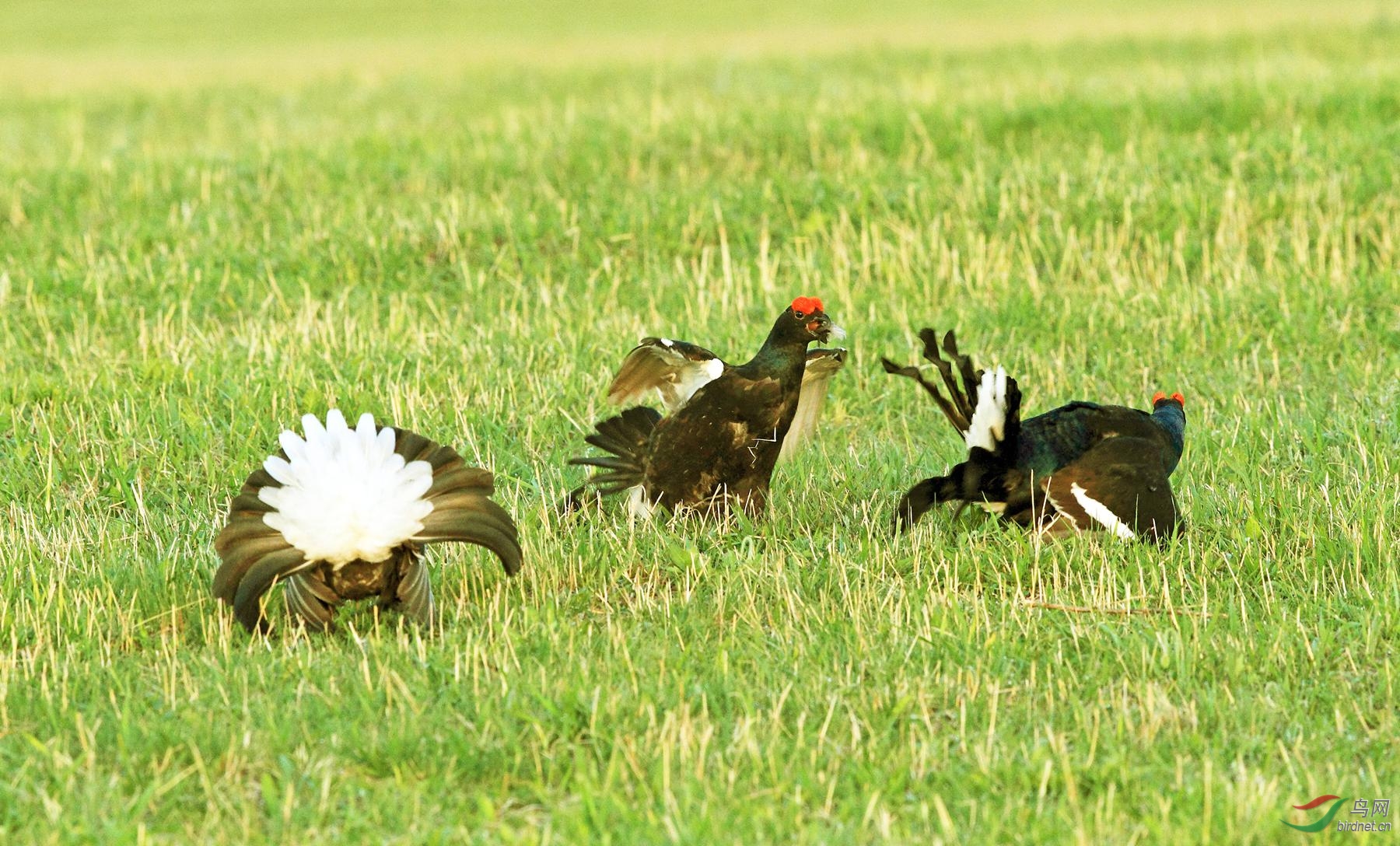 发几张贡格尔草原的黑琴鸡祝安徽版红火