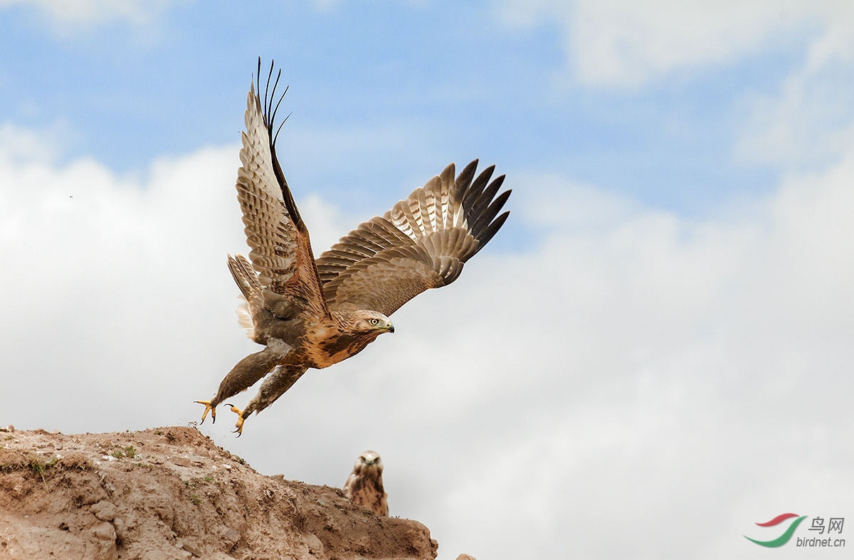 大鵟彪悍的草原鹰