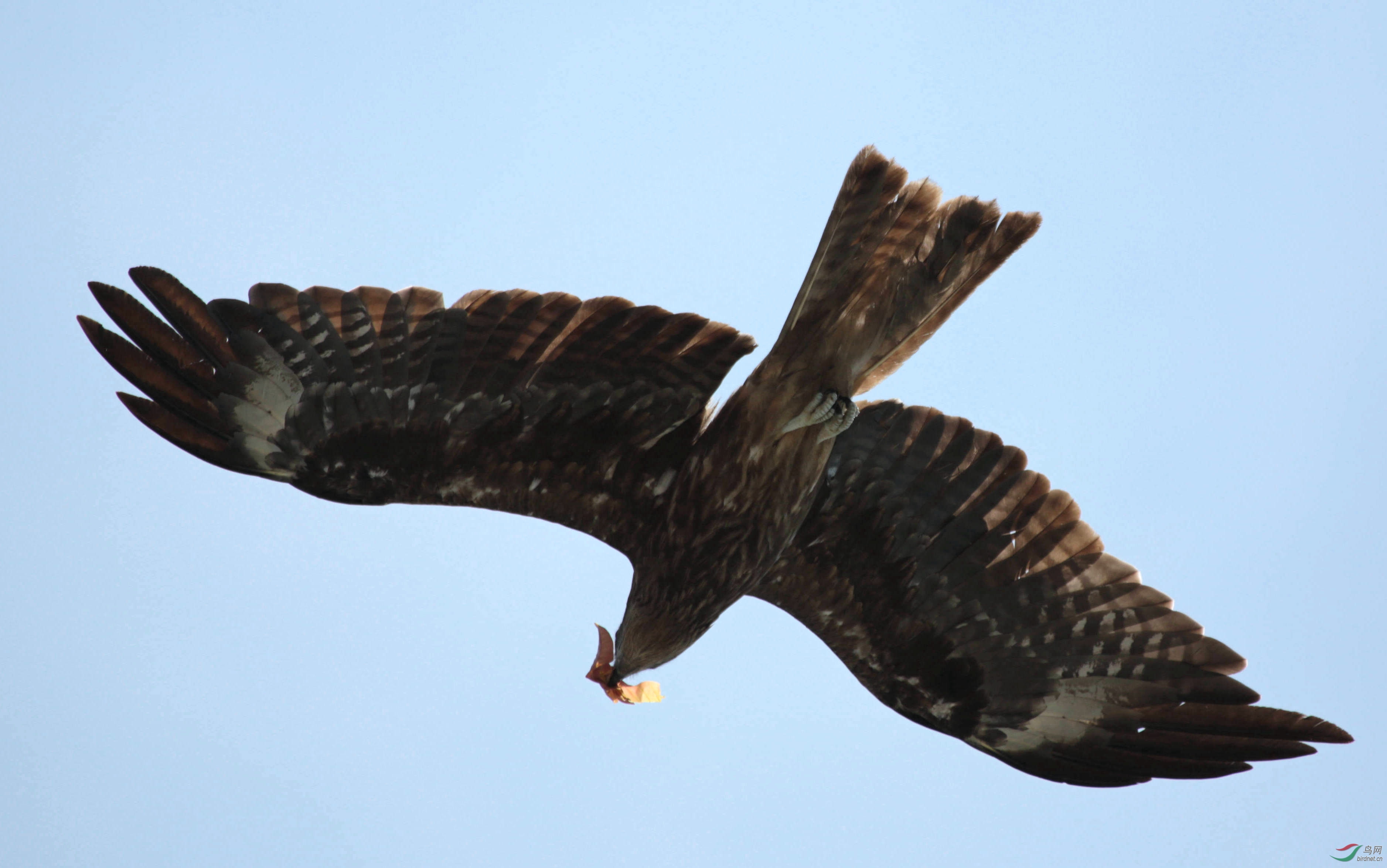 看到老鹰很高兴