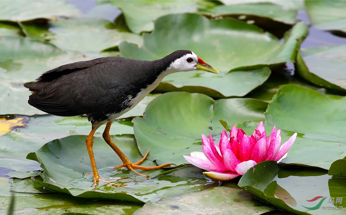 [综合] 夏花夏鸟----白胸苦恶鸟