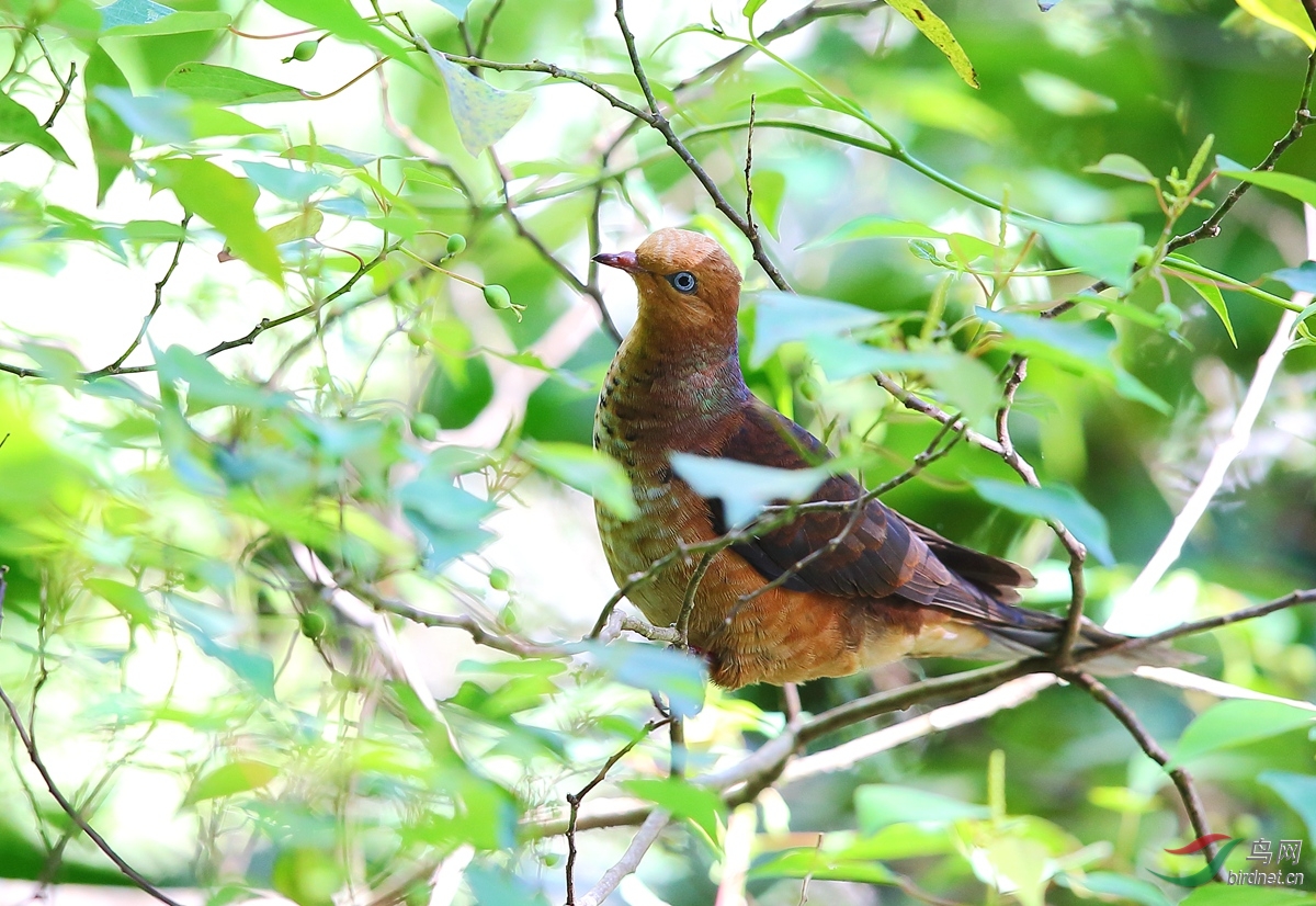 一組棕頭鵑鳩 - 四川版 sichuan 鳥網