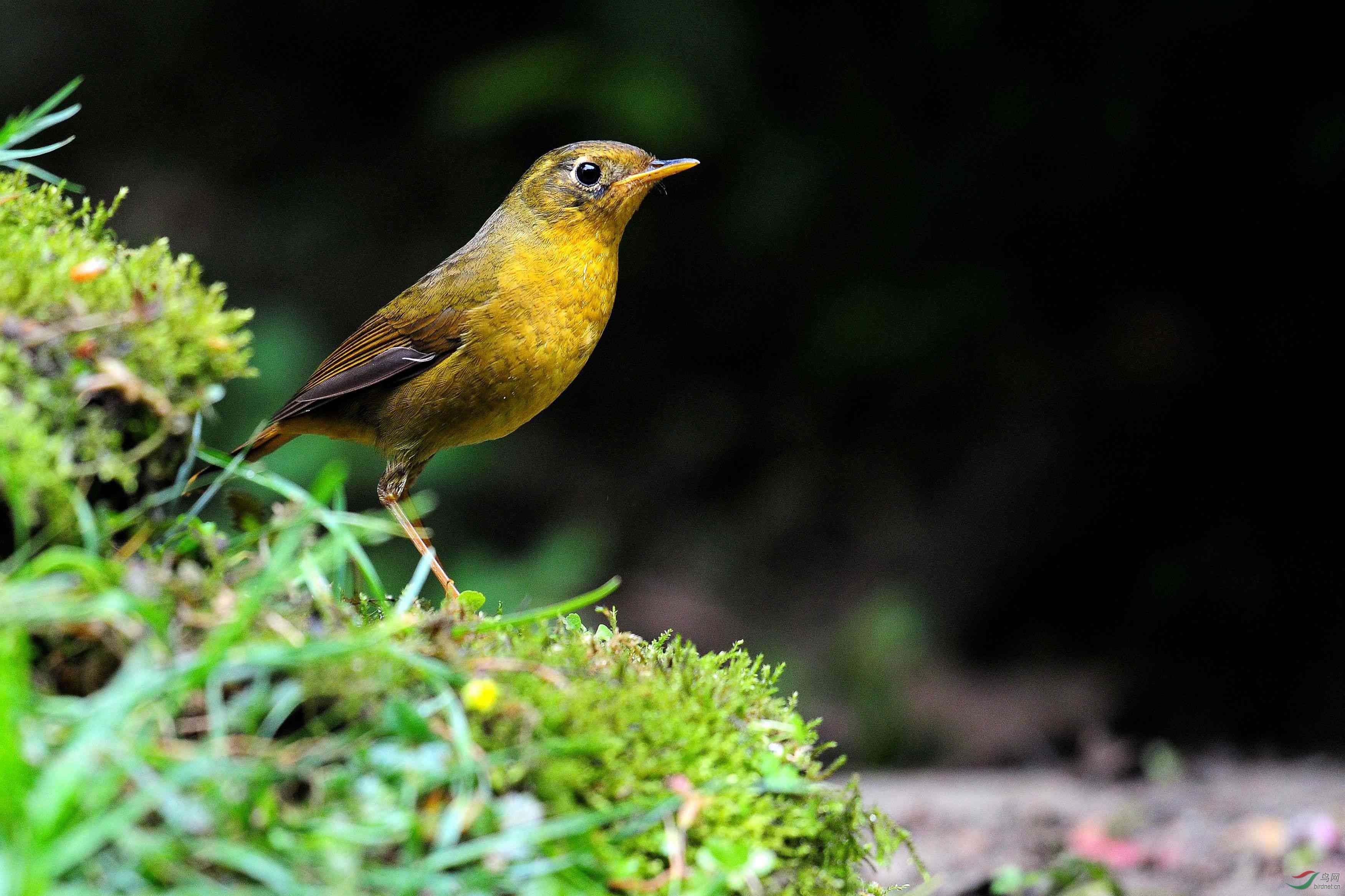 金色林鸲 - 黑龙江版 heilongjiang鸟网