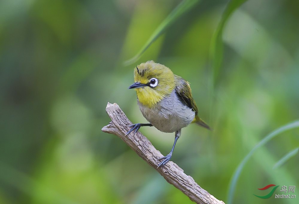 暗綠繡眼鳥